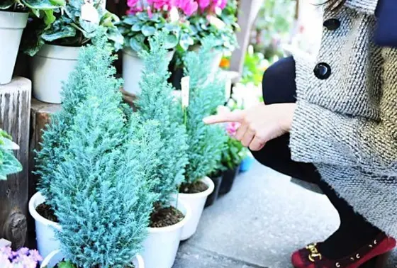 ツリーの代わりに