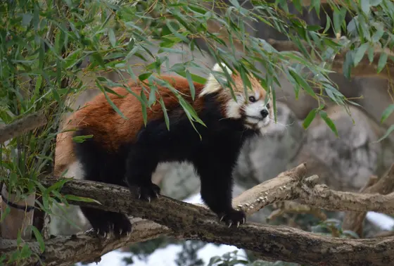 レッサーパンダ舎