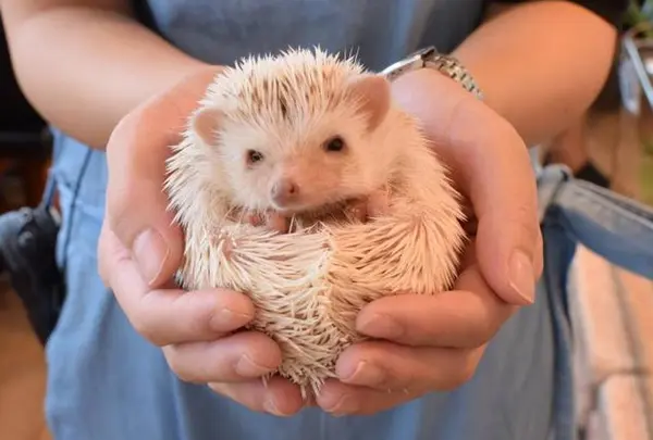 ハリネズミカフェ HARRY