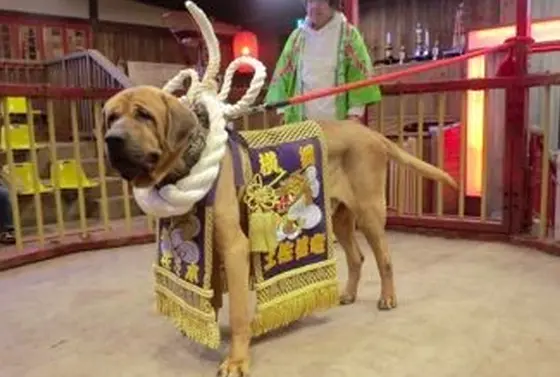 土佐闘犬センター