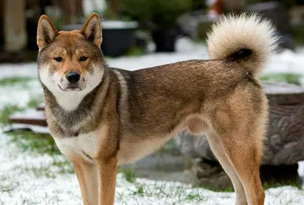四国犬