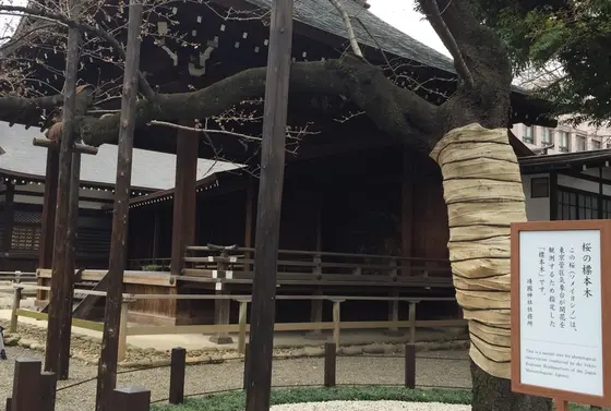 標本木は鳥居の内側すぐ。