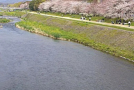 桜