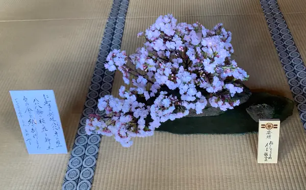 仁和寺の写真・動画_image_419118