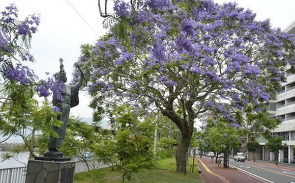 ジャガランダの花