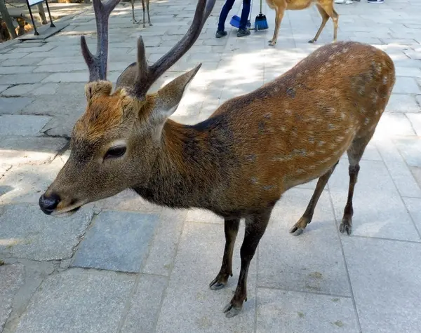 鹿さんに”鹿せんべい”を…!