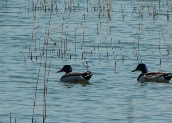 いろんな水鳥がやってきます