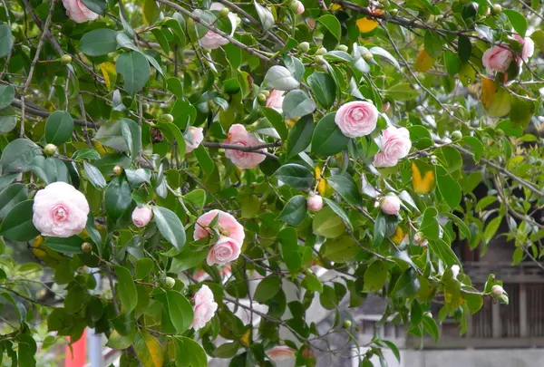 牡丹？山茶花？