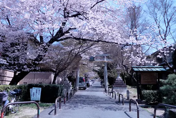 ココ 穴場ですよ🌸