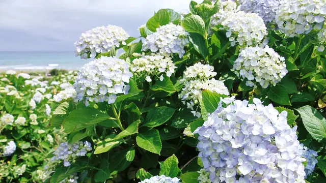 【琴浦deウォーキング】さわやかな潮風と青い空、青い海、そして、あじさい♪