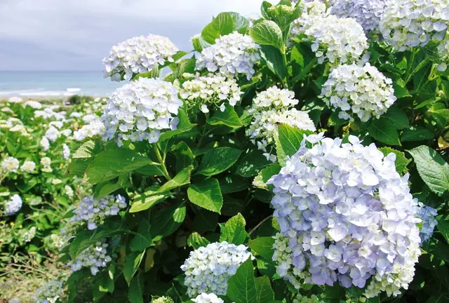 【琴浦deウォーキング】さわやかな潮風と青い空、青い海、そして、あじさい♪