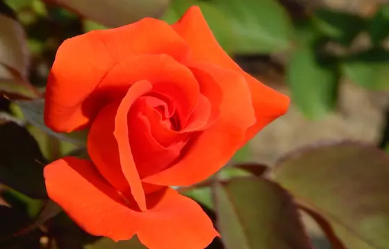 10月から「ローズフェスタ」が開催されます🌹