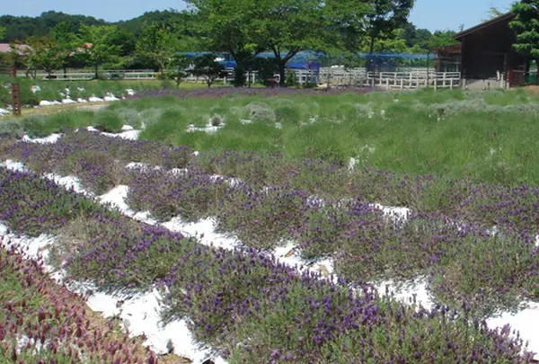 まきばの館の写真・動画_image_78426