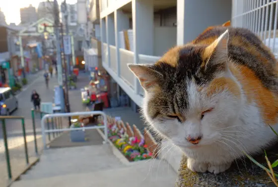 商店街の猫