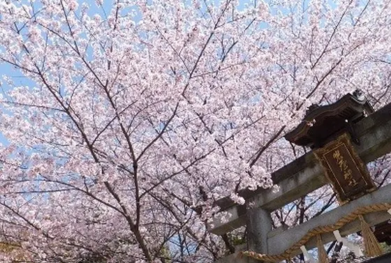 山門のソメイヨシノ！