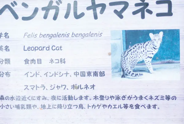 ベンガルヤマネコ