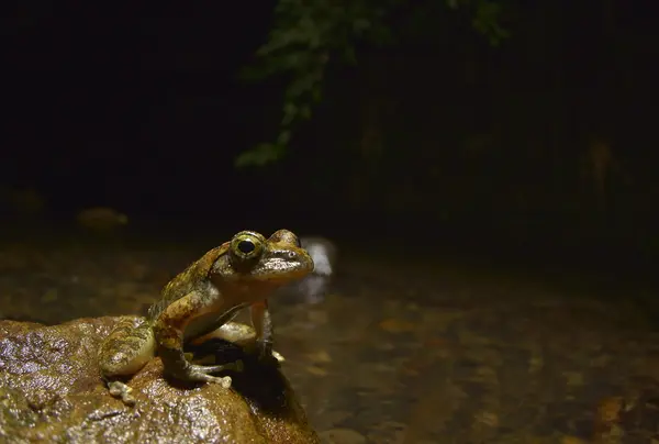 カジカガエル