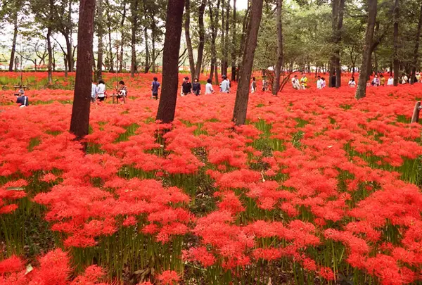 9月　巾着田の曼珠沙華