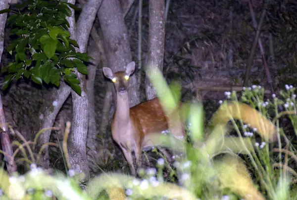 上野原市の写真・動画_image_54195