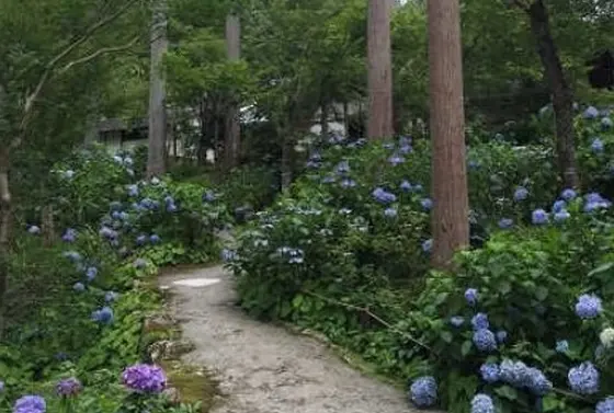 紫陽花苑