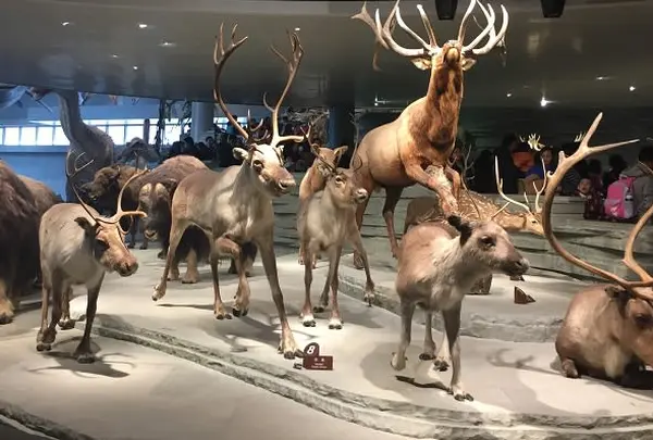 上海自然博物館(Shanghai Natural History Museum.)