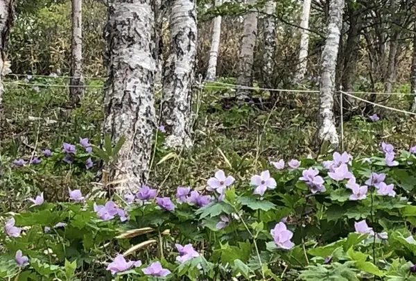 野反湖の写真・動画_image_283977