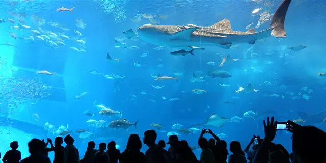 なんだかんだバスツアーが外れなしだった沖縄本島