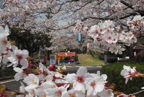 桜の頃