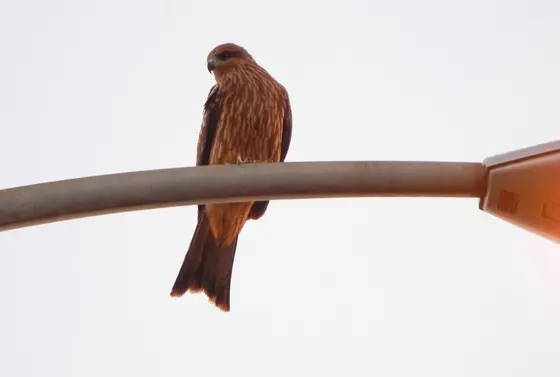 鳶が何かを狙っています