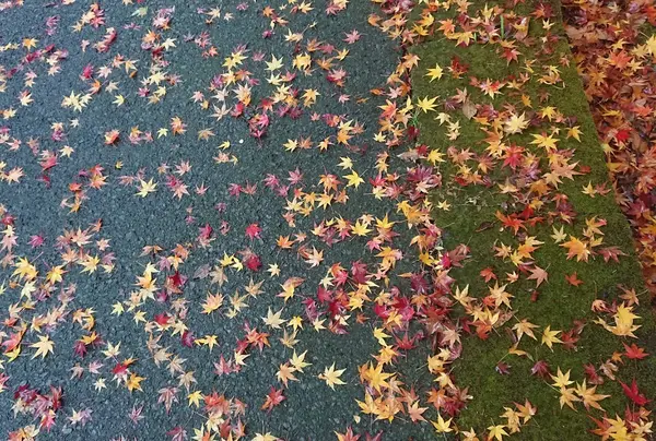 モミジ