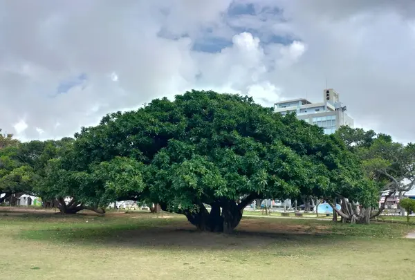 新都心公園