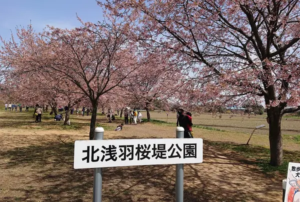 北浅羽桜堤公園