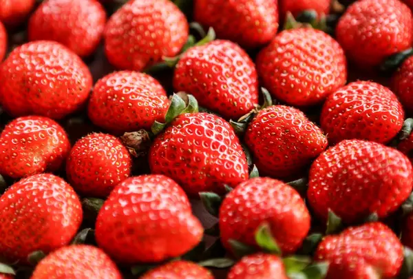 右田果樹園（いちご狩り・フルーツ狩り・柿狩り）
