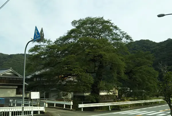 矢野の大ムクノキ