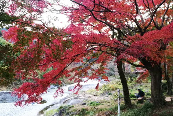 御岳渓谷の写真・動画_image_459396