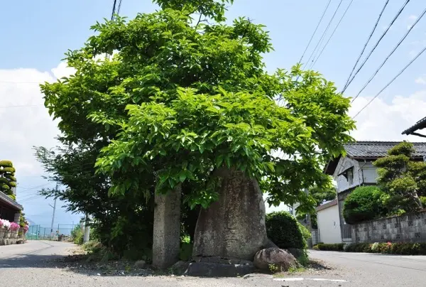 馬頭観音