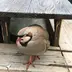 名無しさん