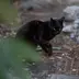 くいしんぼん