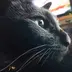 黒猫ママ