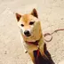 高尾明香里