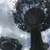 みかん