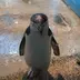 chiroru