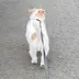 ごはんつぶ