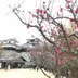 あかね