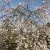 滋賀県大好き