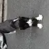 にゃんころたろう
