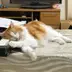 栗鼠♪