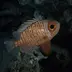 Aqua fish