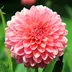 Dahlie
