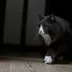 もりのやまねこ